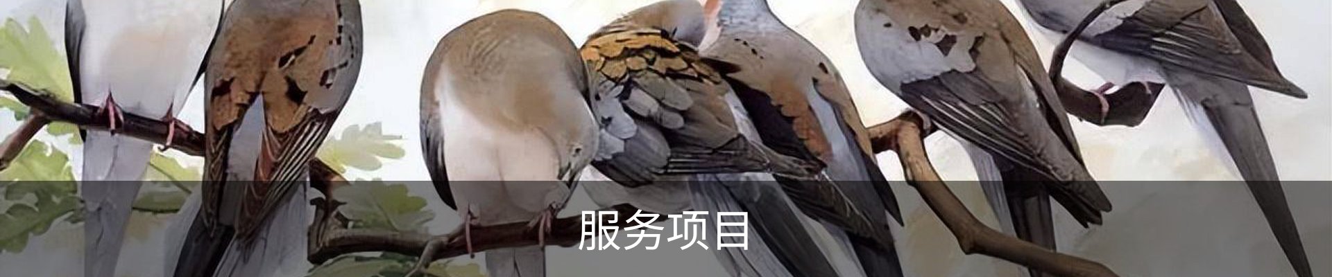 服务项目
